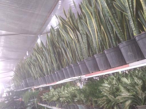 عکس گلباغ رها