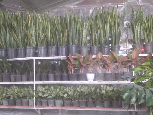 عکس گلباغ رها