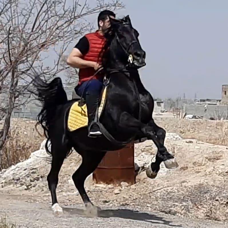 عکس مجموعه پرورش اسب مشکی قاسمی