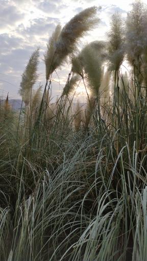 عکس باغ گل های شیراز