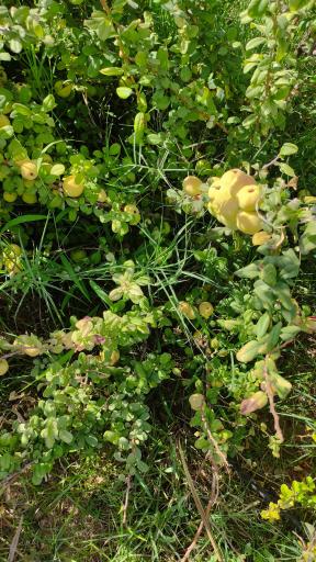 عکس باغ گل های شیراز