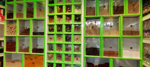 عکس گیاهان دارویی اطمینان مدرسی