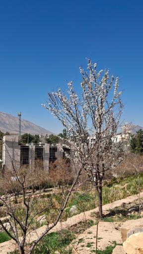 عکس باغ گل های شیراز