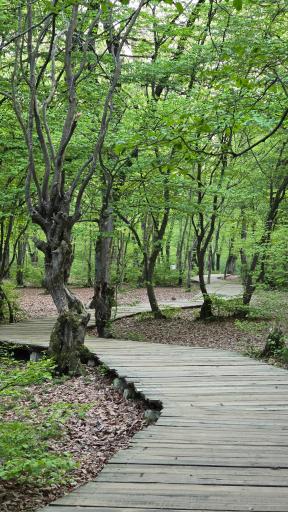 عکس پارک جنگلی النگدره