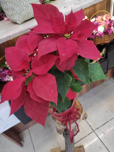 عکس گلفروشی کژال