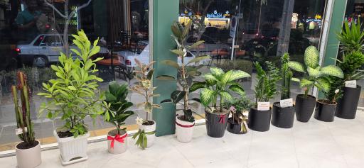 عکس ویتامین استار