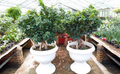 عکس تولید گل و گیاه اردیبهشت