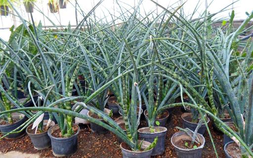 عکس تولید گل و گیاه اردیبهشت