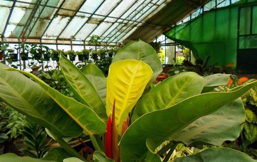 عکس تولید گل و گیاه اردیبهشت