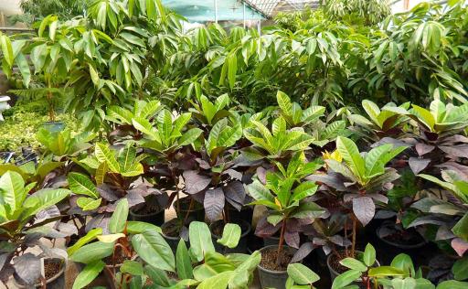 عکس تولید گل و گیاه اردیبهشت