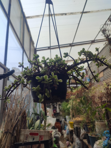 عکس گلخانه هدایت