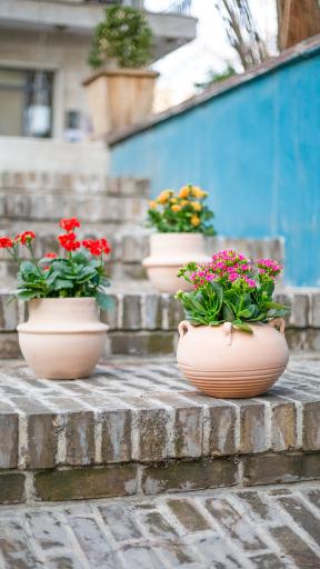 عکس گلخانه گل و مُل