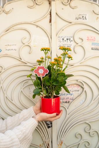 عکس گلخانه گل و مُل