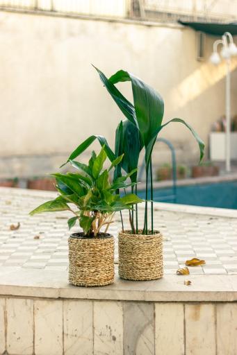 عکس گلخانه گل و مُل