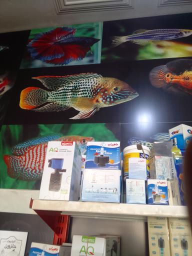 عکس آکواریوم حلزون