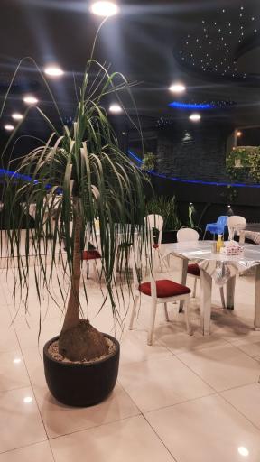 عکس طباخی و غذاهای سنتی کوثر