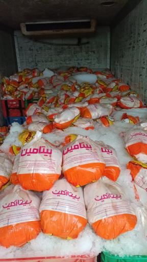 عکس پخش مرغ پارسی