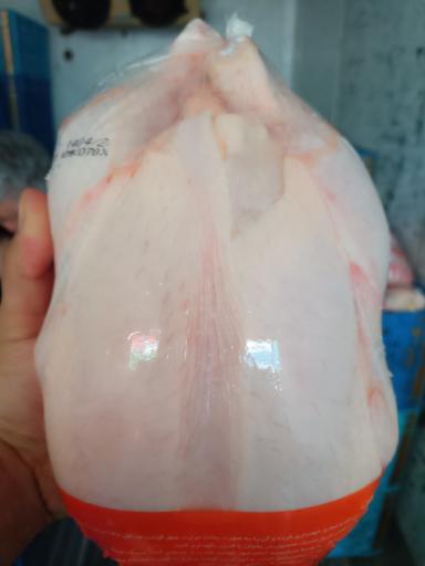 عکس پخش مرغ پارسی
