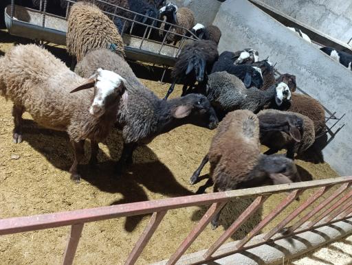عکس مرکز تخصصی دام زنده قاسمی 