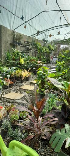 عکس کافه گل ماه من