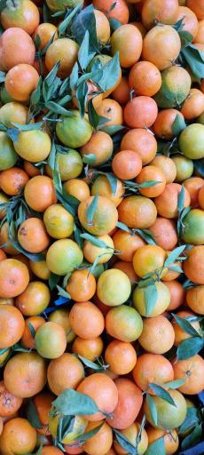 عکس هایپر میوه نارنج