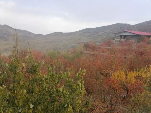 عکس کرمجگان