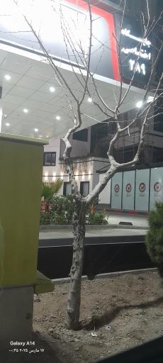 عکس جایگاه اختصاصی ۲۸۹ پترودا