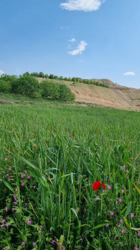 عکس کرمجگان