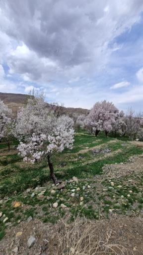 عکس کرمجگان