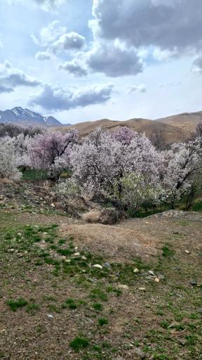 عکس کرمجگان