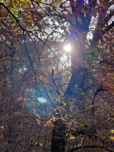 عکس آبشار لوه