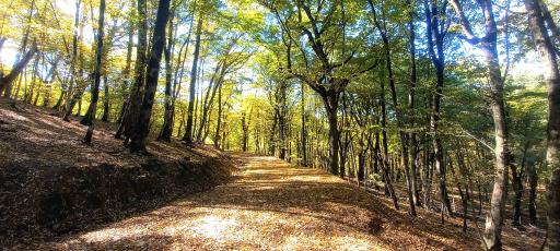 عکس آبشار لوه