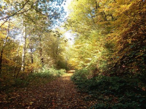 عکس آبشار لوه