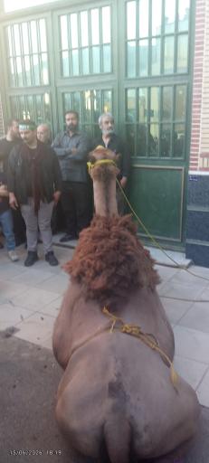 عکس کرمجگان