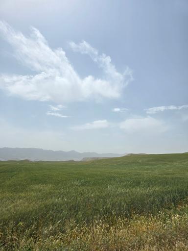 عکس سرخس