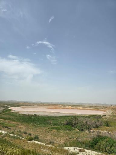 عکس سرخس