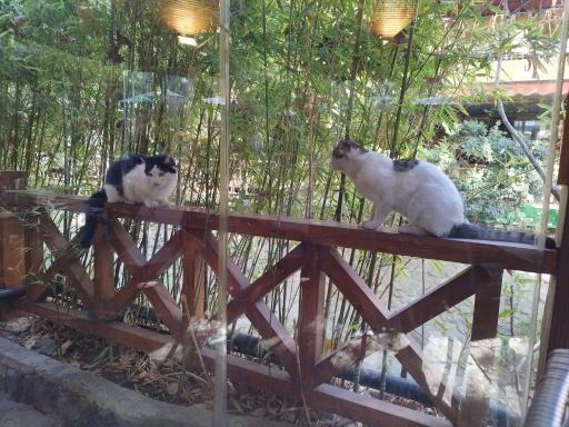 رستوران اسپیو