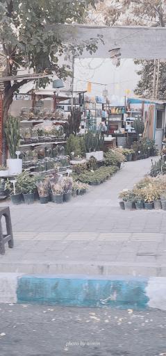 عکس گل فروشی پدرام