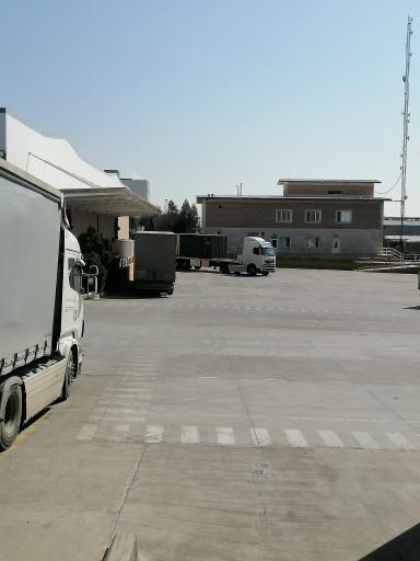 عکس زرین برگ پرشیا