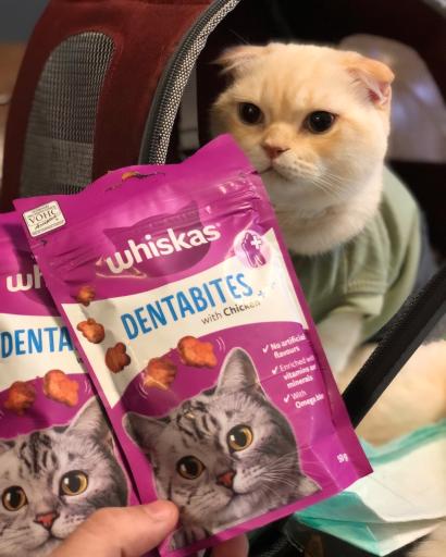 عکس پلی کلینیک دامپزشکی کاوه