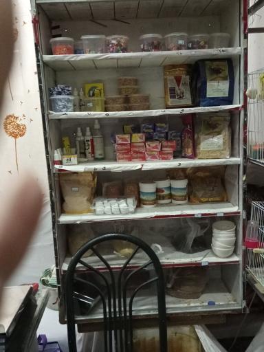 عکس پرنده فروشی پرندگان طلایه