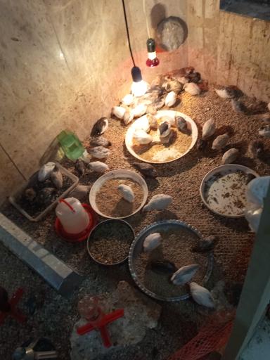 عکس پرنده فروشی پرندگان طلایه