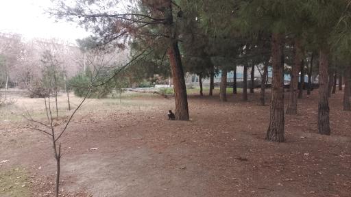 عکس پارک شبنم