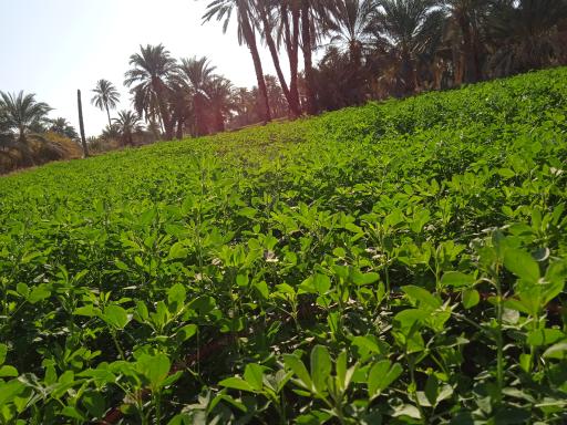 عکس مهرستان