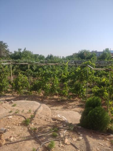 خوش بالا