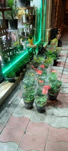 گلخانه کلبه سبز مهسا