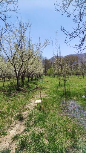 عکس مزایجان