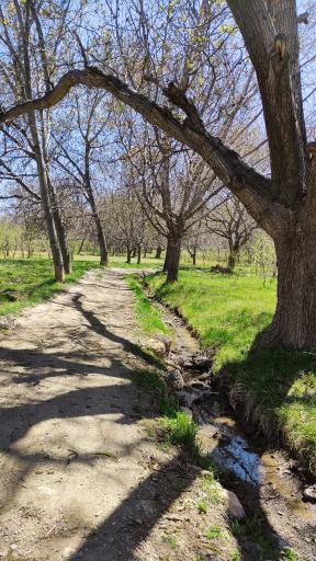 عکس مزایجان