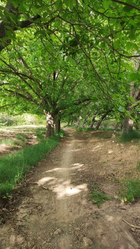 عکس مزایجان