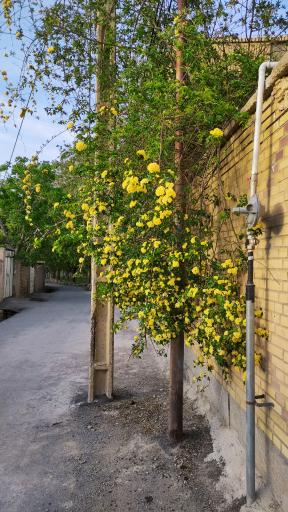 عکس مزایجان